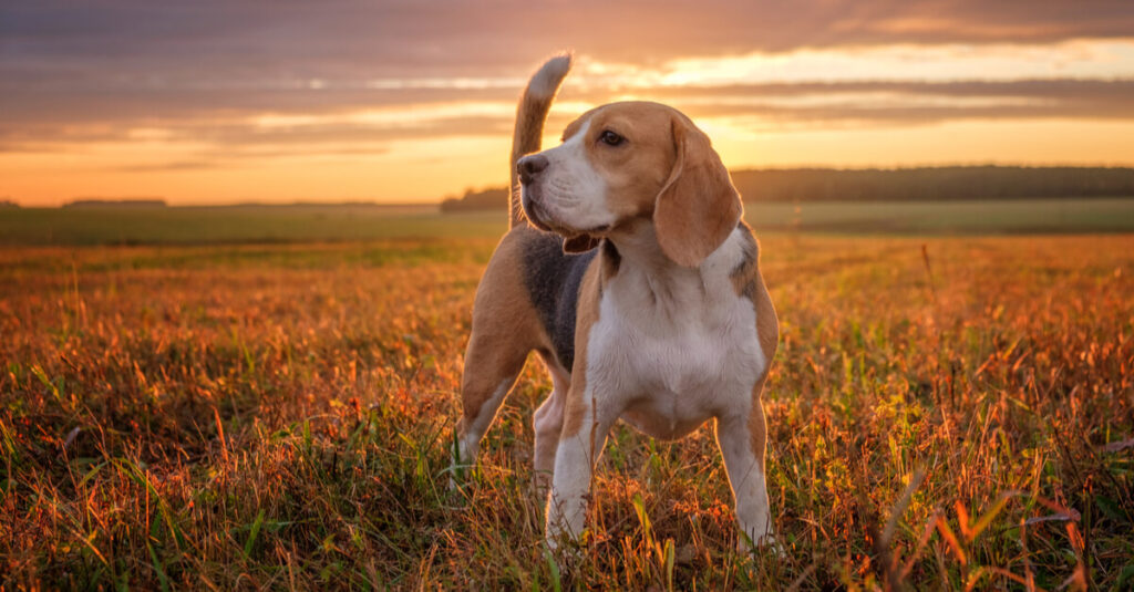 Beagle