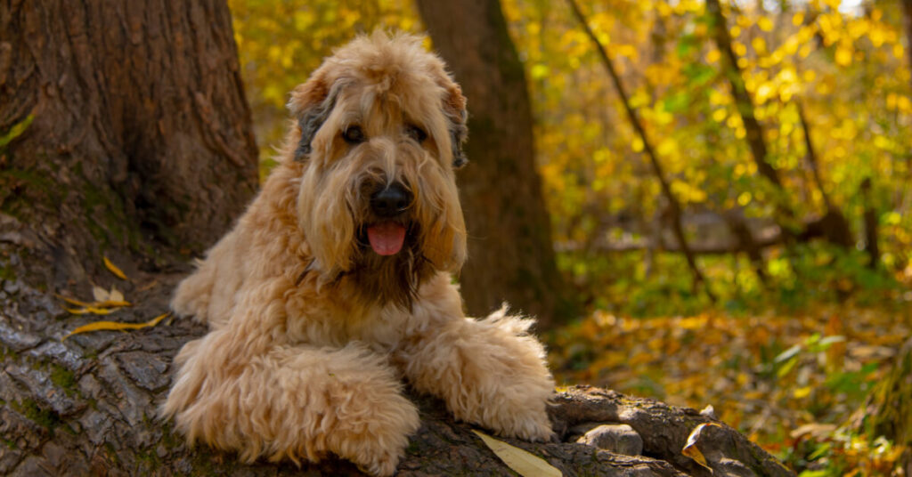 Irish softcoated wheaten terrier