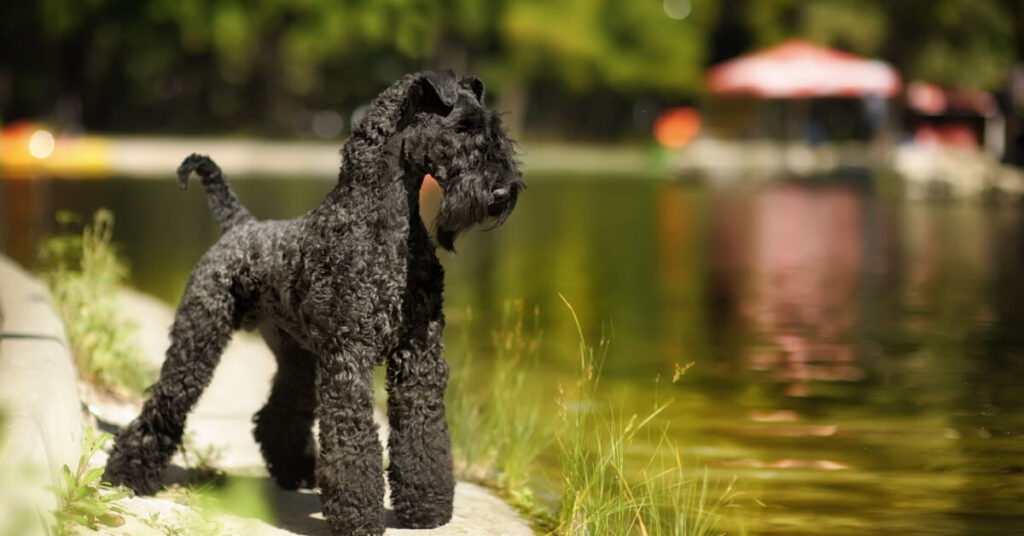 Kerry blue terrier