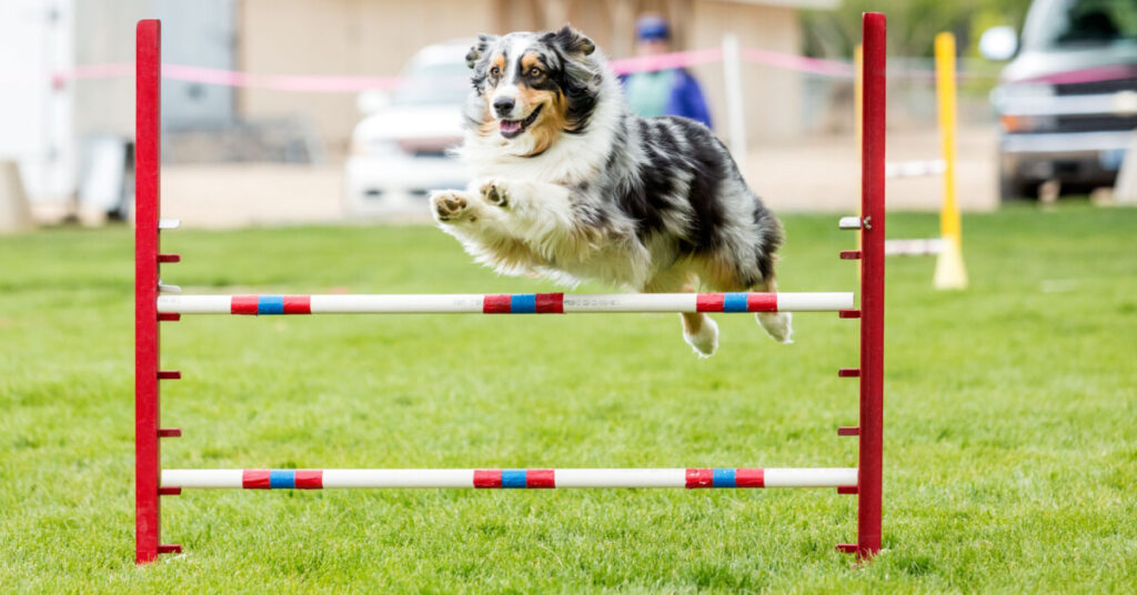 Träna agility med din hund