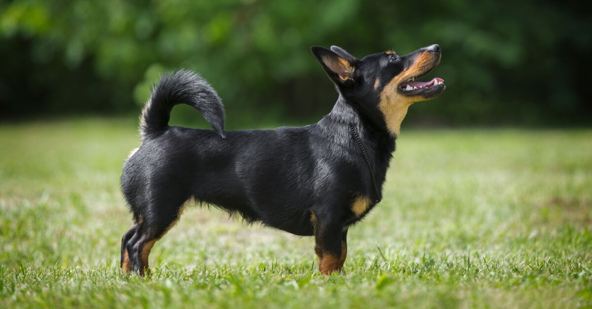 Lancashire heeler