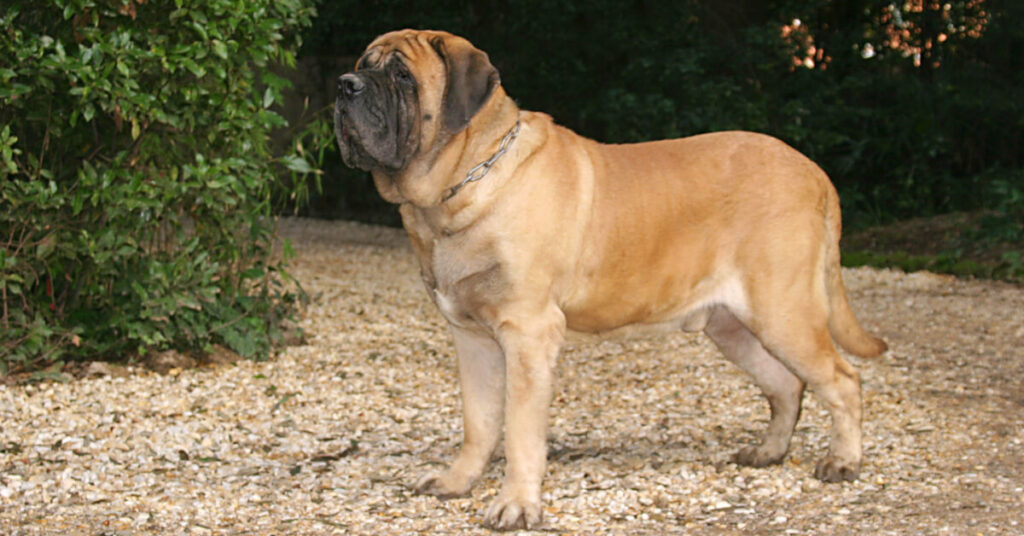 Mastiff