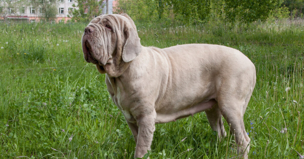 Mastino napoletano