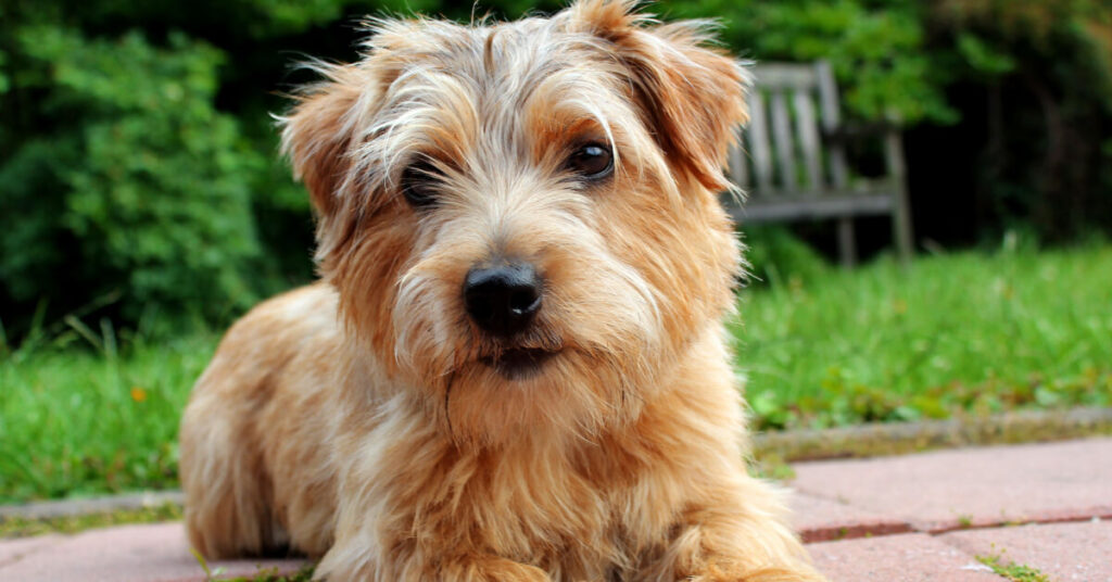 Norfolkterrier