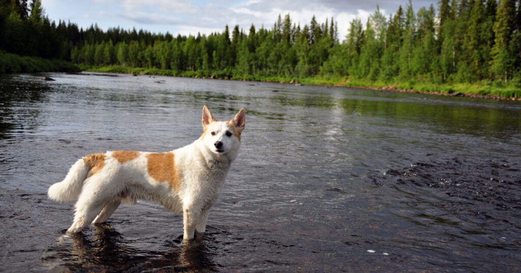 Norrbottenspets