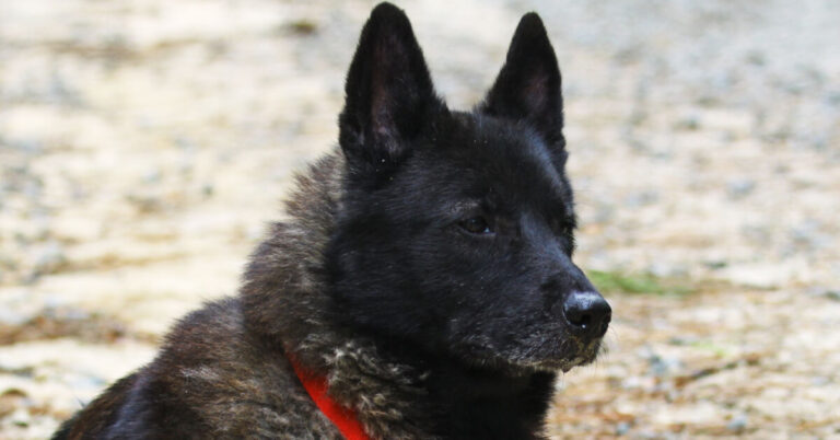 Norsk älghund svart