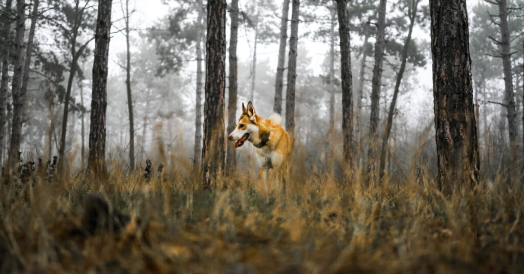 Norsk lundehund