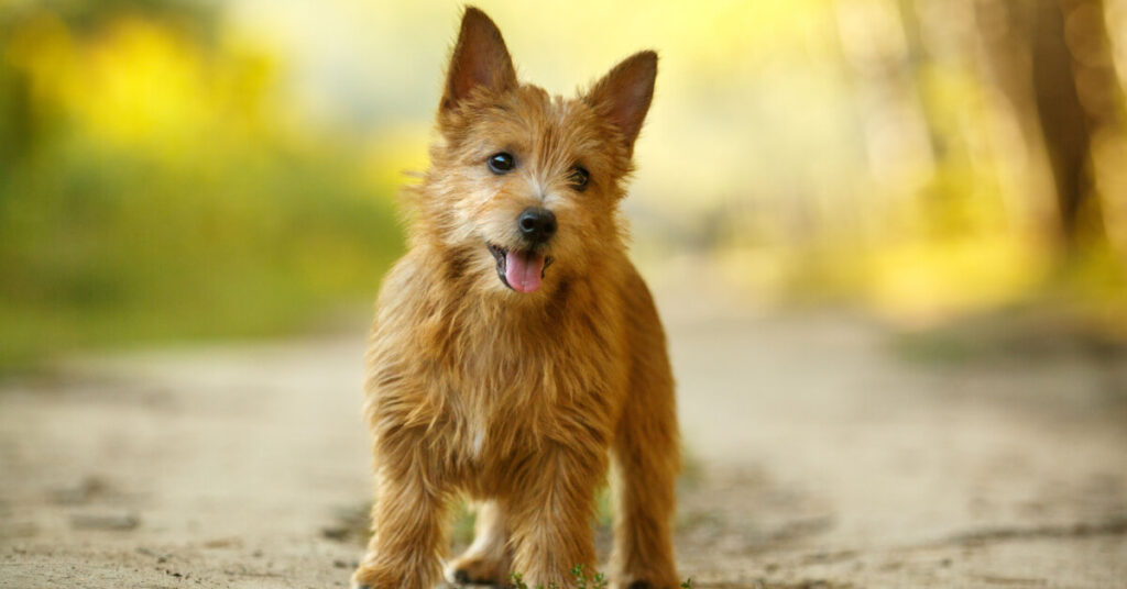 Norwichterrier