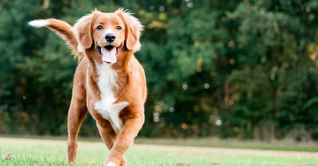 Nova scotia duck tolling retriever