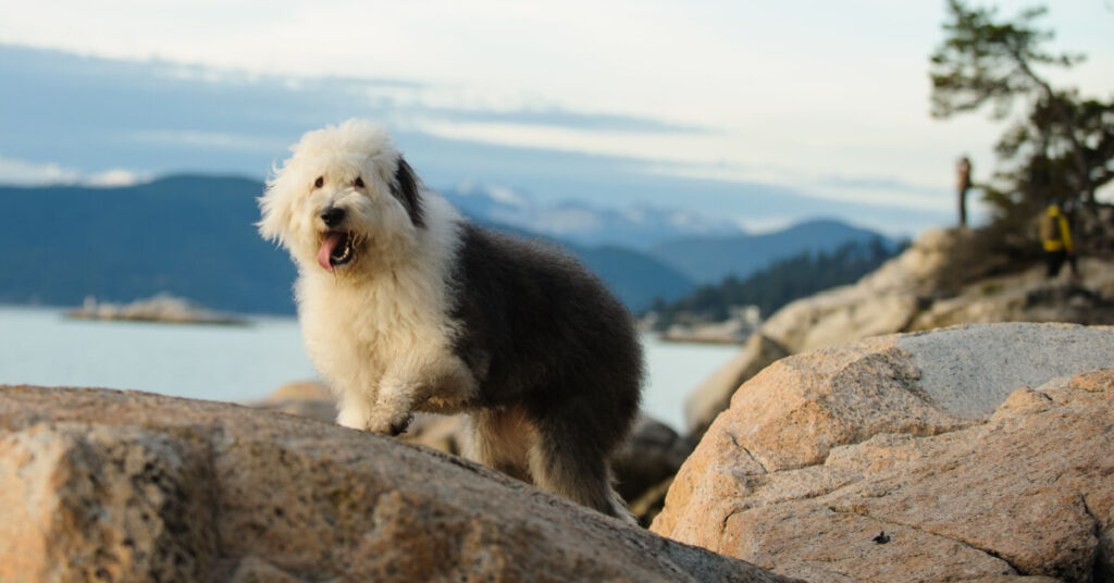 Old english sheepdog