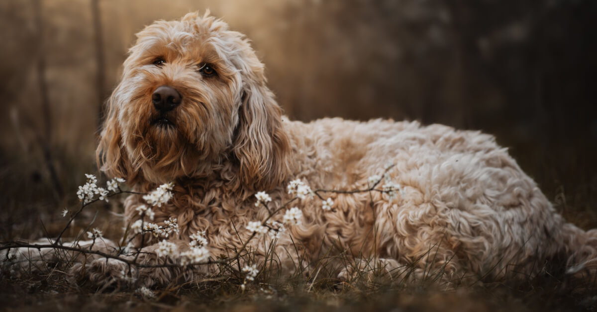 Otterhound