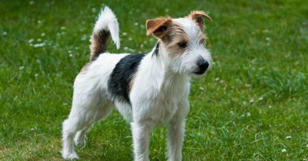 Parson russell terrier