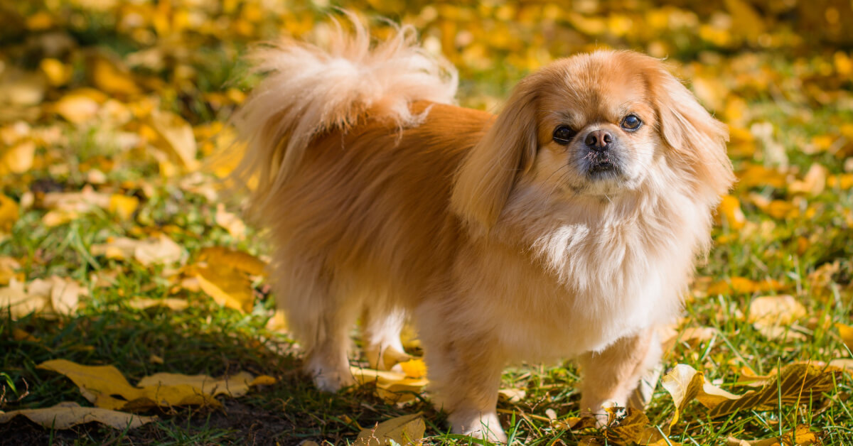 Pekingese