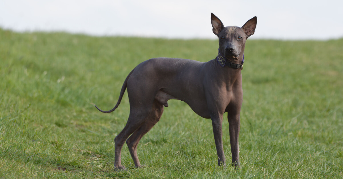 Perro sin pelo del perú