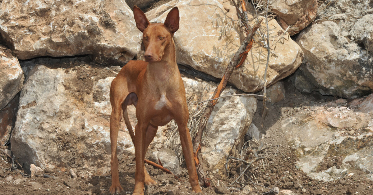 Podenco canario