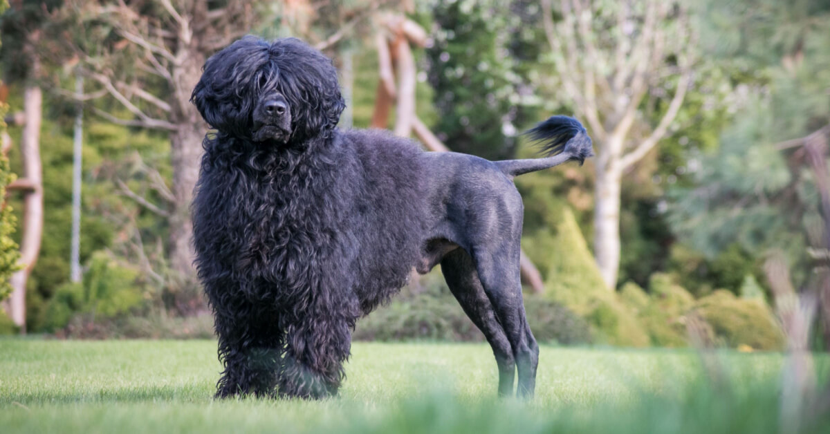 Portugisisk vattenhund