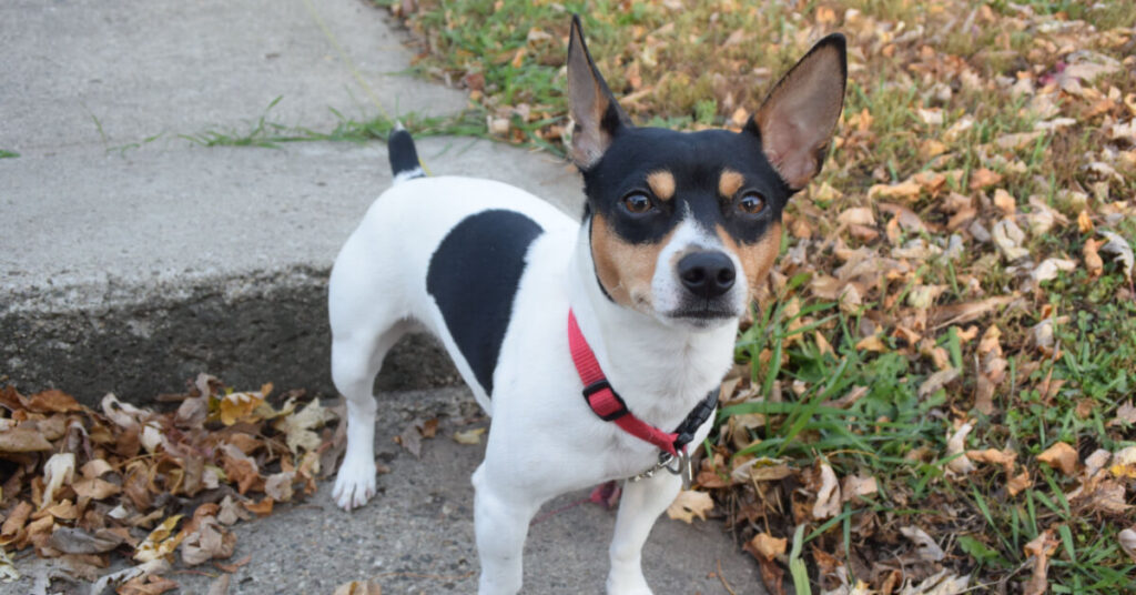 Rat terrier