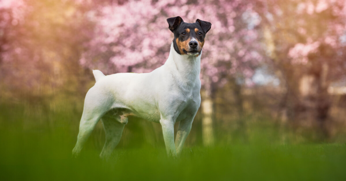 Ratonero bodeguero andaluz