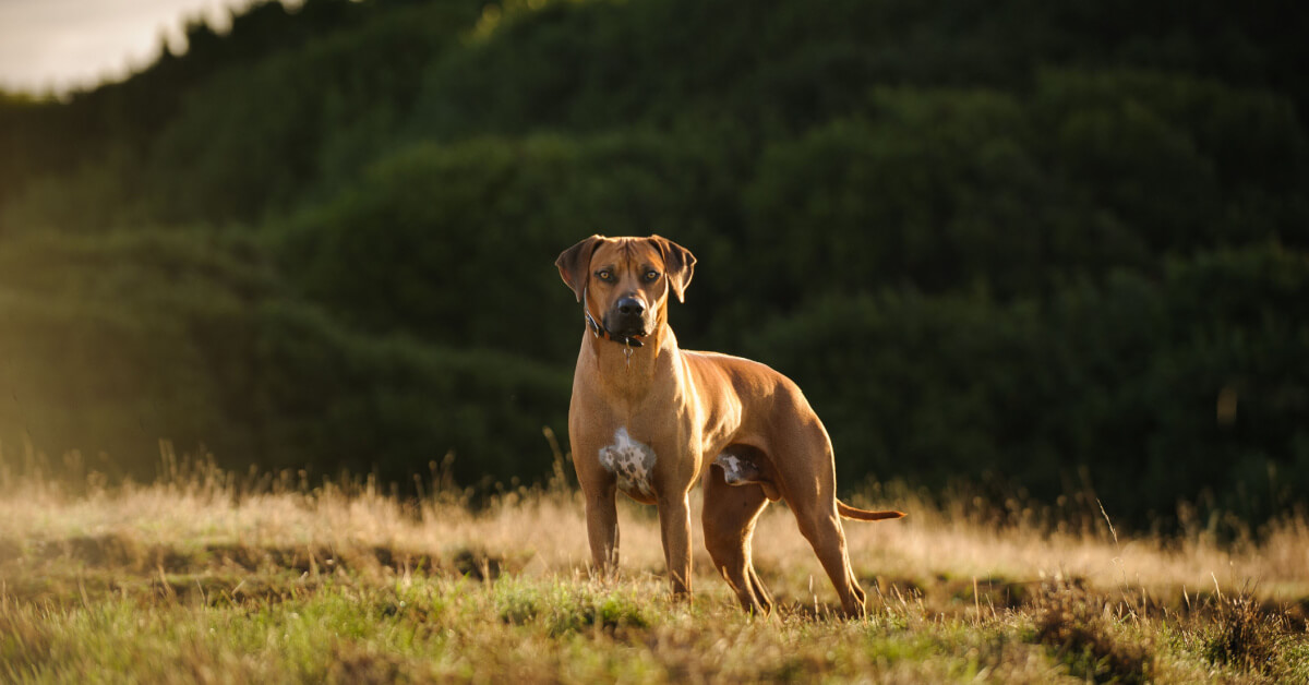 Rhodesian ridgeback