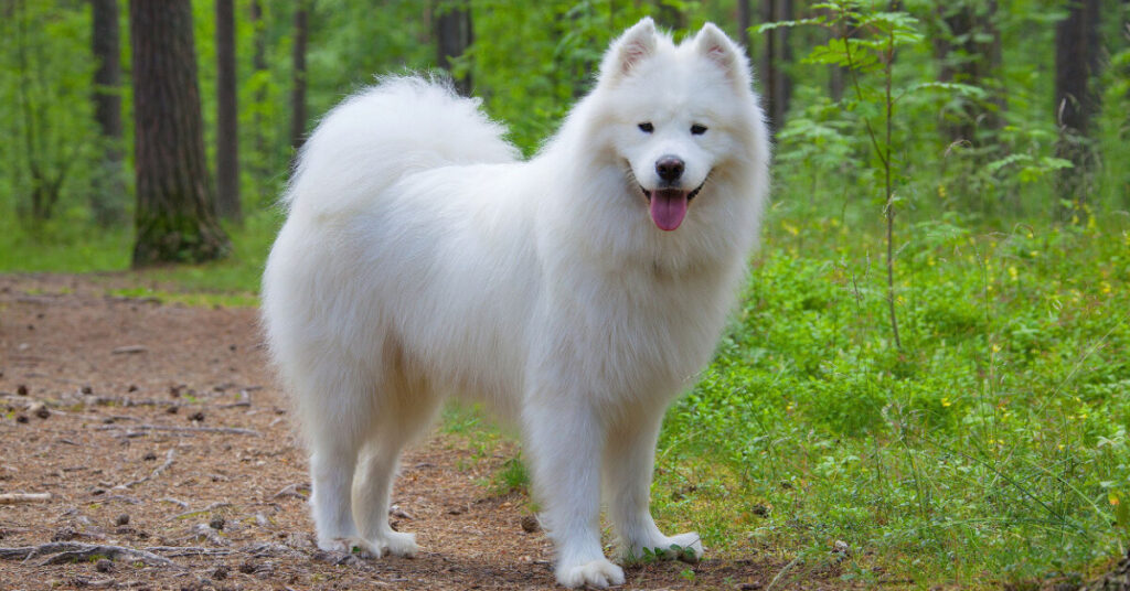 Samojedhund