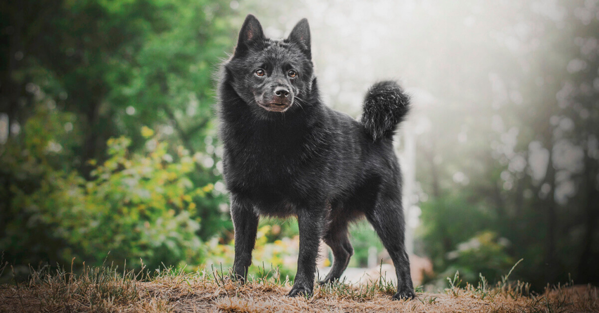 Schipperke