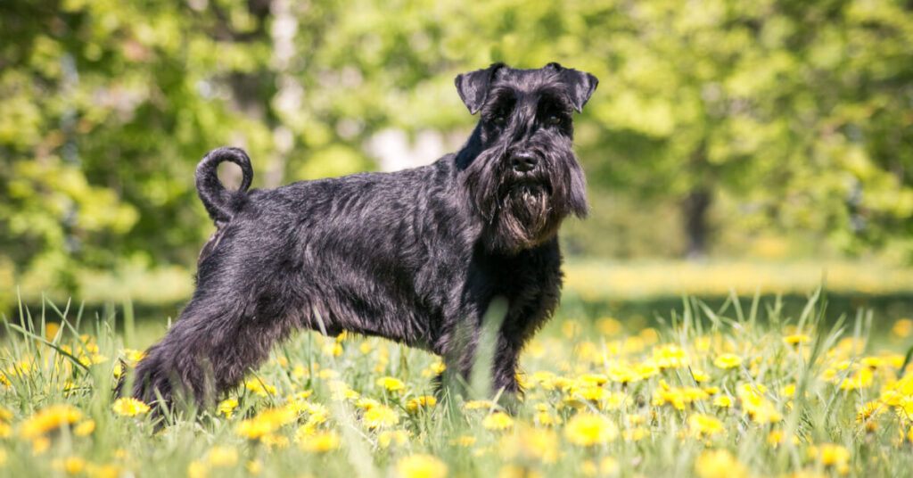 Schnauzer