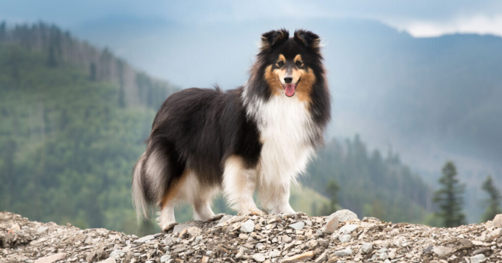 Shetland sheepdog