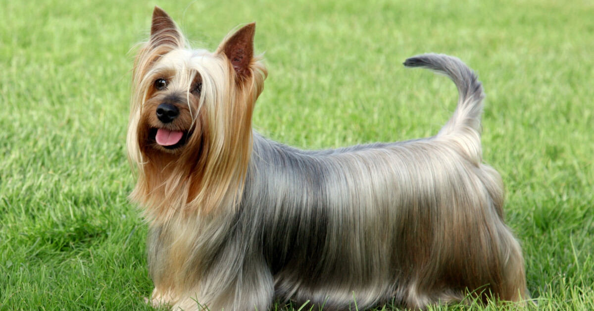 Silky terrier