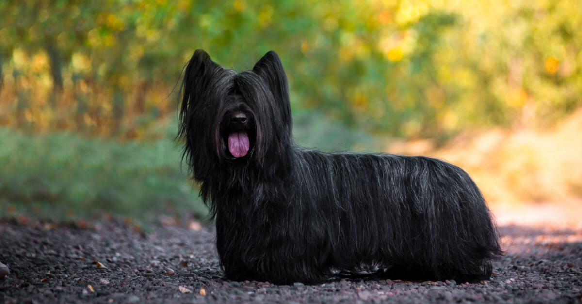 Skyeterrier