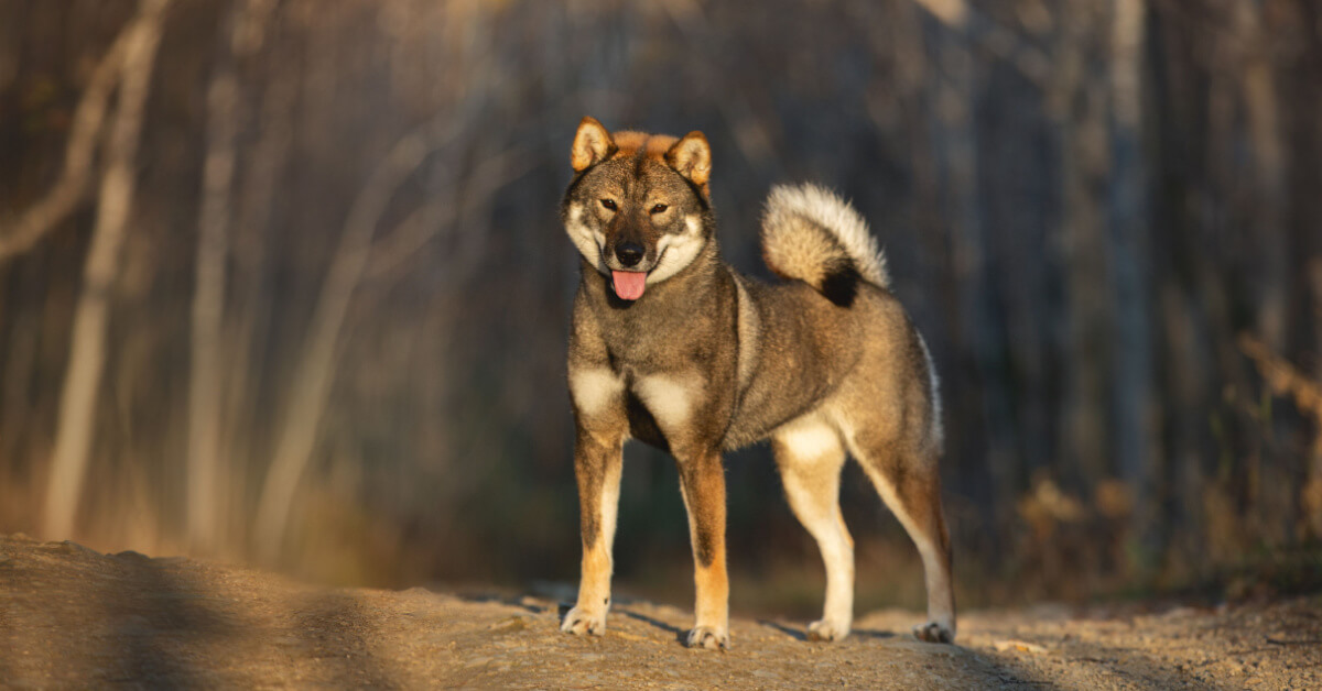 Shikoku