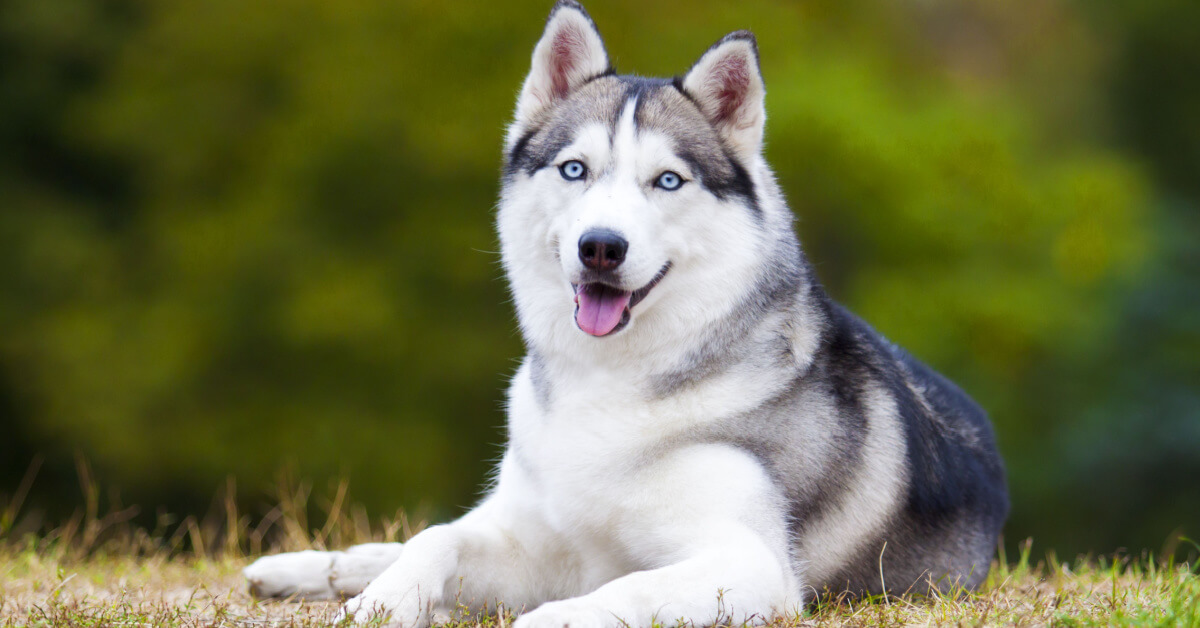 Siberian husky