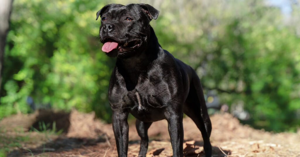 Staffordshire bullterrier