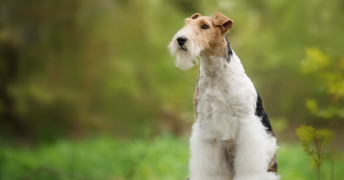 Strävhårig foxterrier