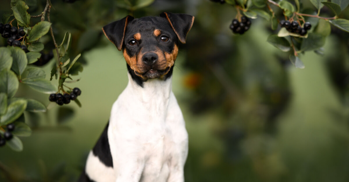 Terrier brasileiro