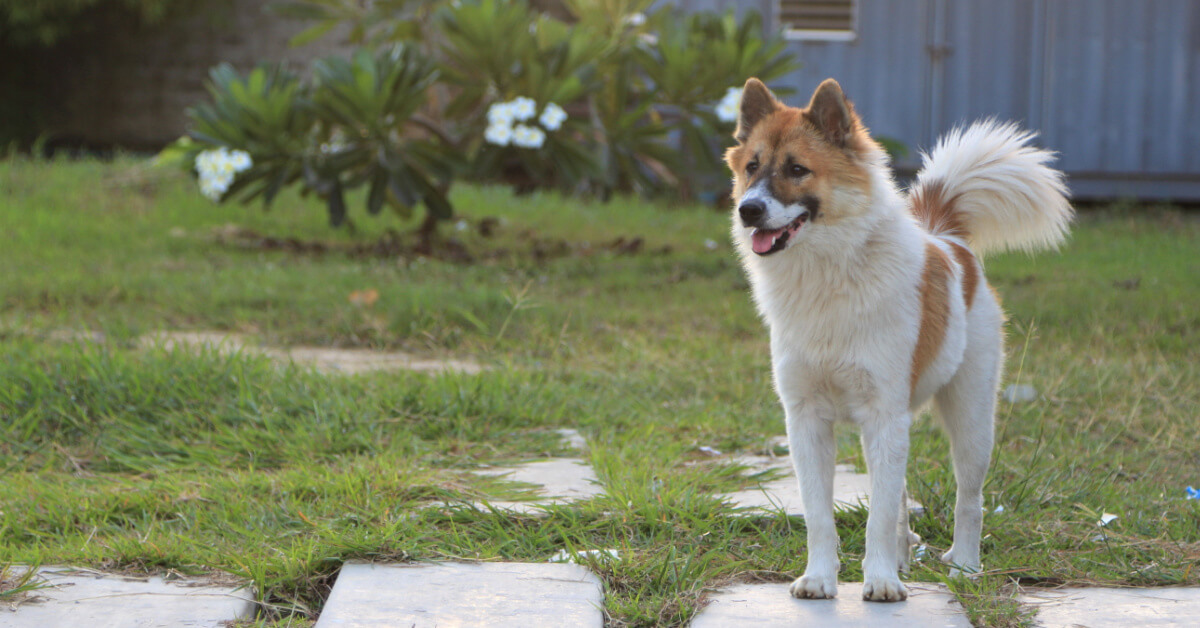 Thai bangkaew dog