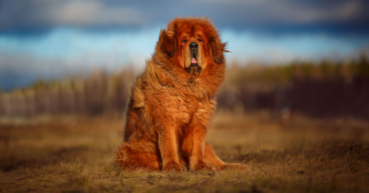 Tibetansk mastiff