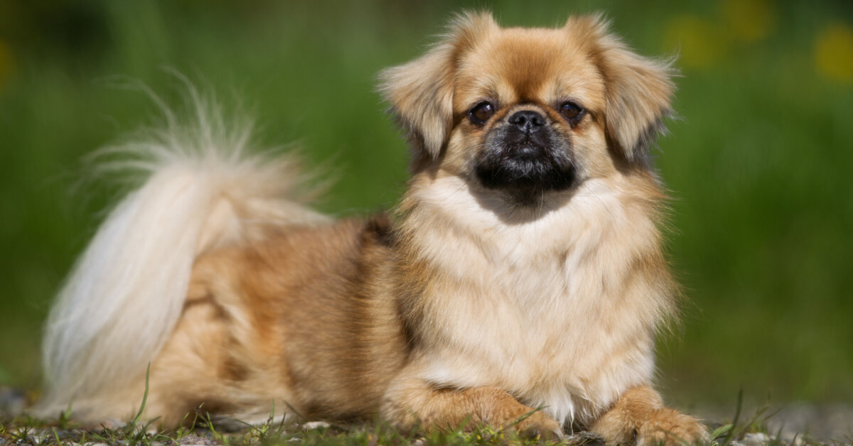 Tibetansk spaniel