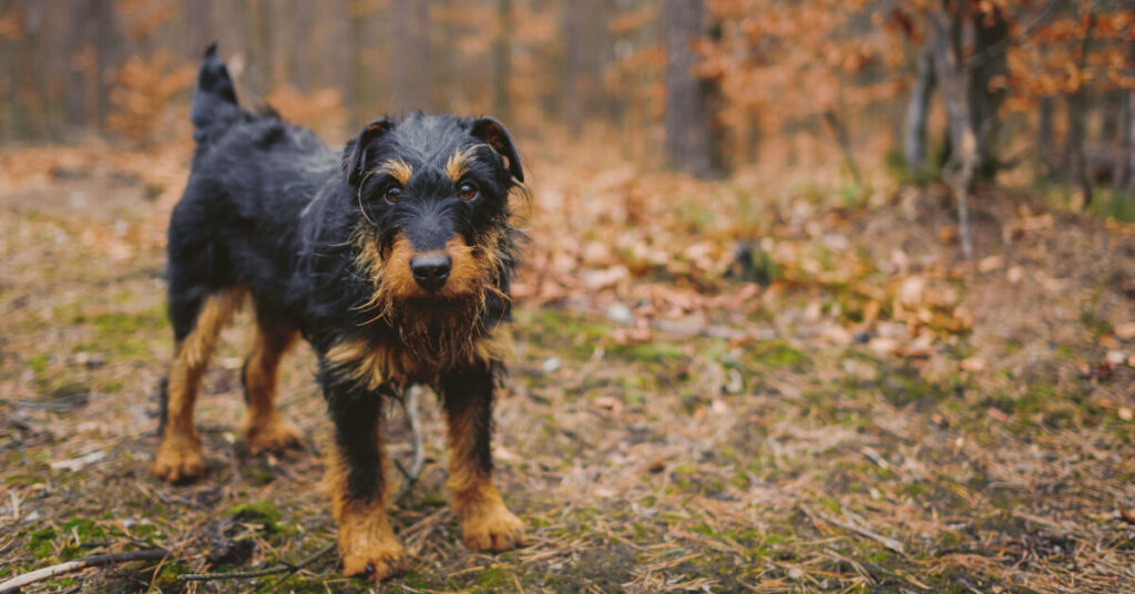 Tysk jaktterrier