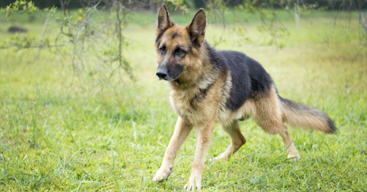 Tysk schäferhund