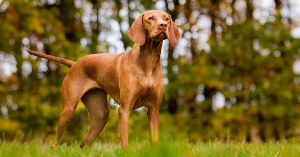 Ungersk vizsla