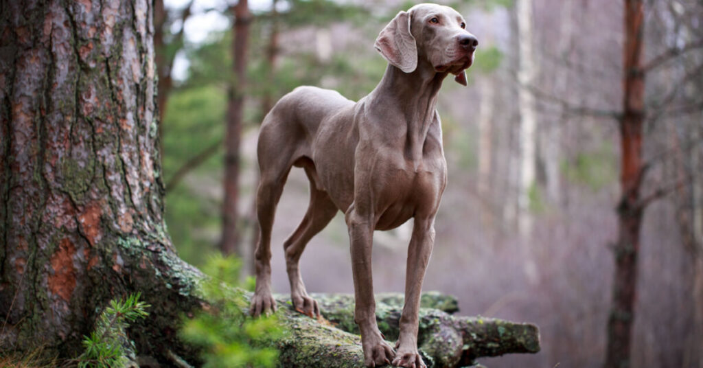 Weimaraner