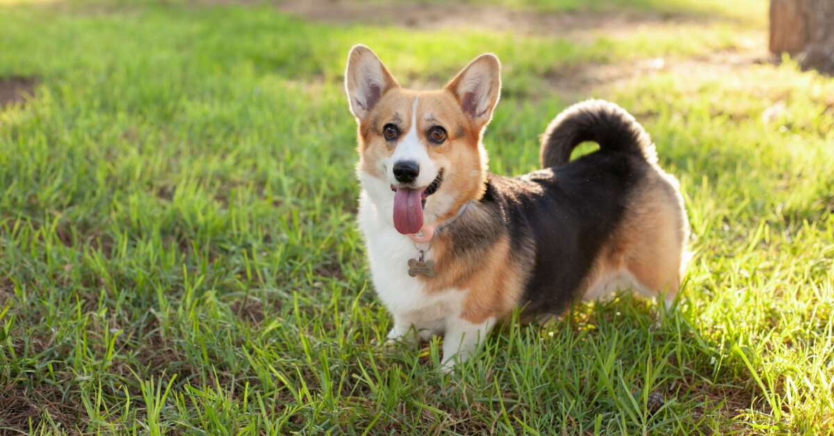 Welsh corgi