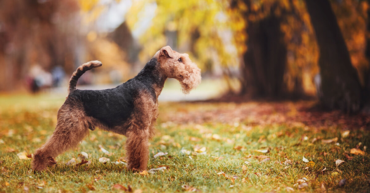 Welshterrier