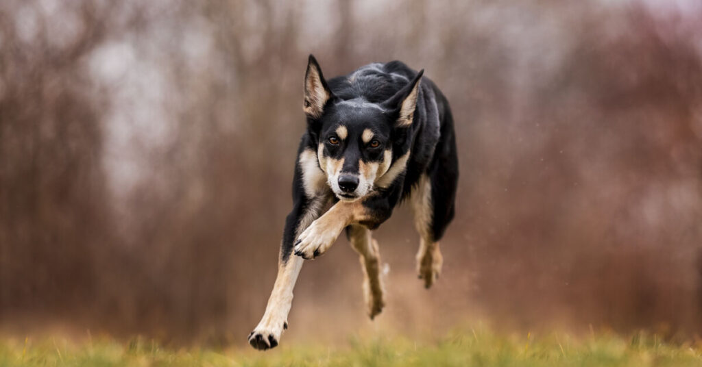 Working kelpie