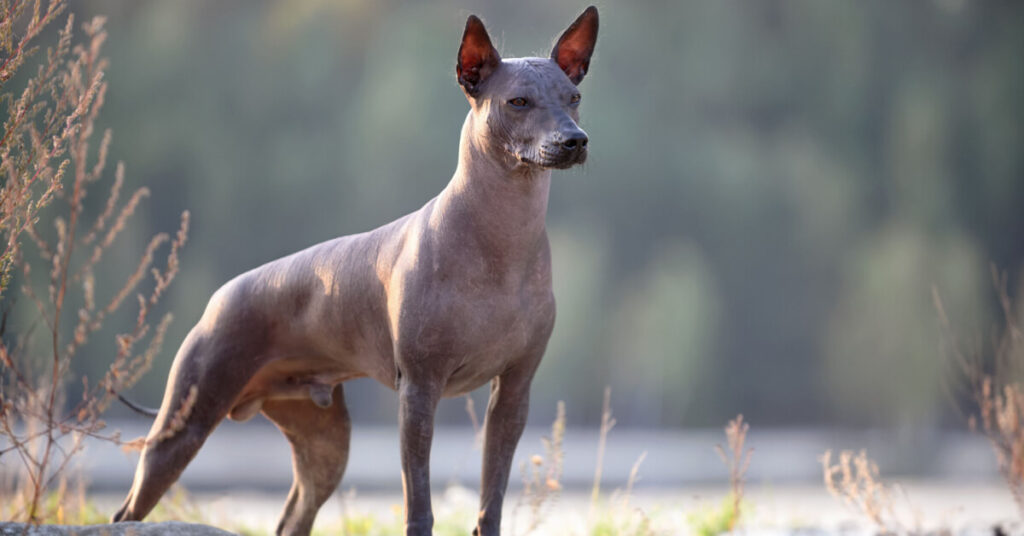 Xoloitzcuintle